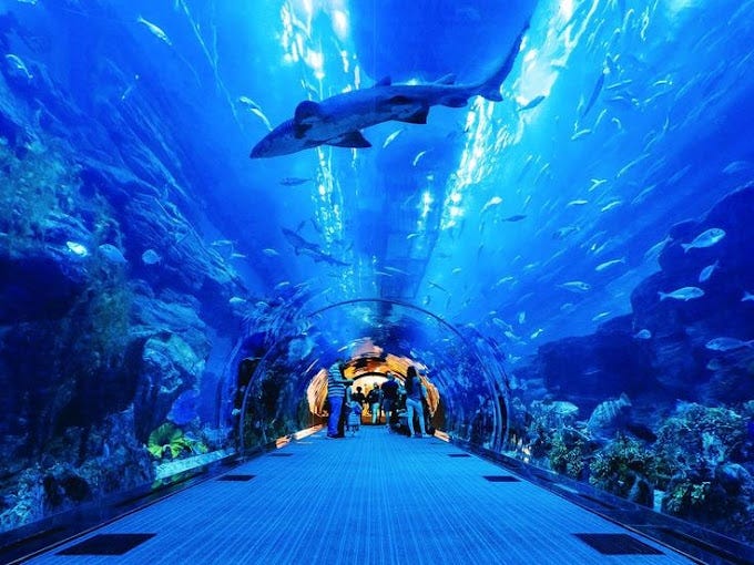 Explore Dubai Mall Aquarium: Your Guide to a Fun Middle East Vacation